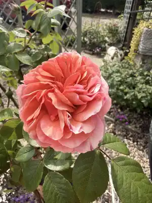 IMG_2942.jpeg