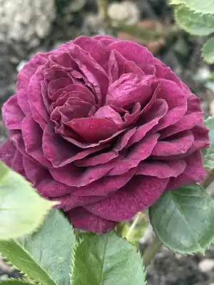 IMG_2894.jpeg