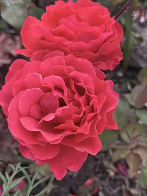 IMG_4048.jpeg