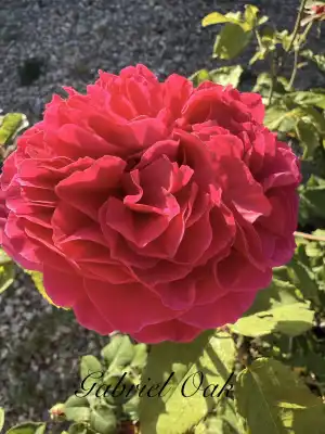 IMG_3313.jpeg