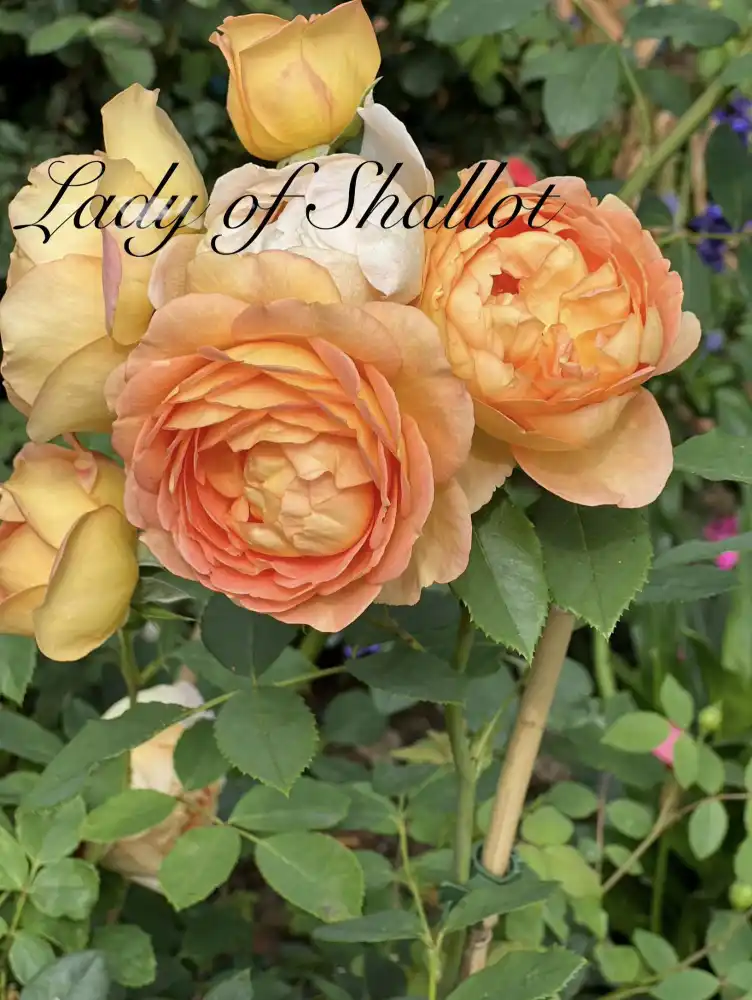 Lady of Shallot.jpeg