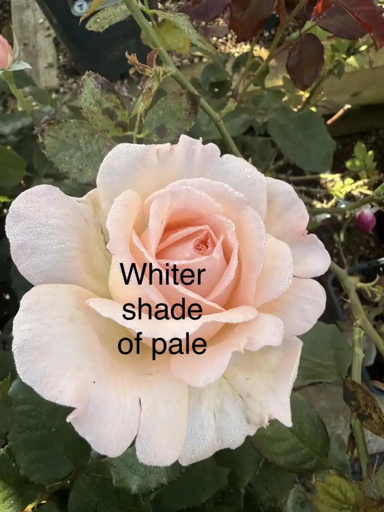 Whiter Shade of Pale.jpeg
